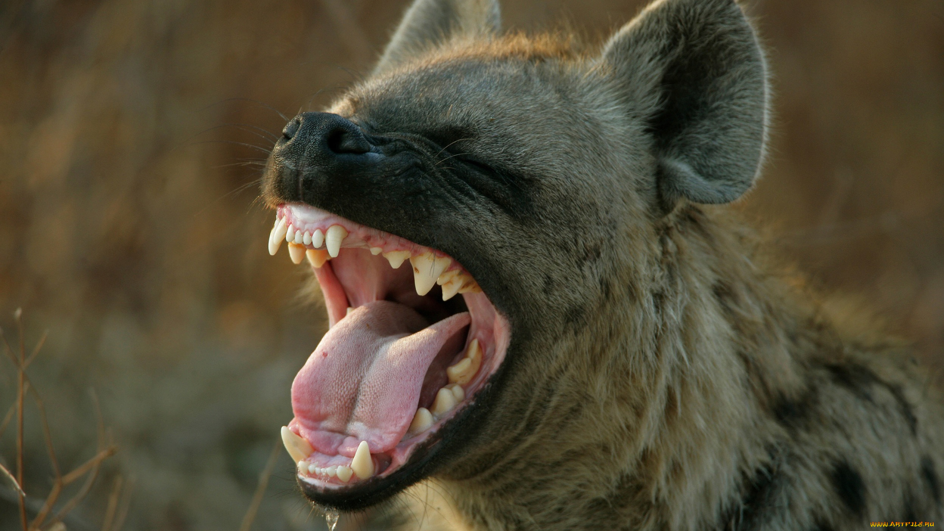 гиена, животные, гиены, , гиеновые, собаки, hyena, гиеновые, хищник, млекопитающее, шерсть, когти, оскал, зубы, африка