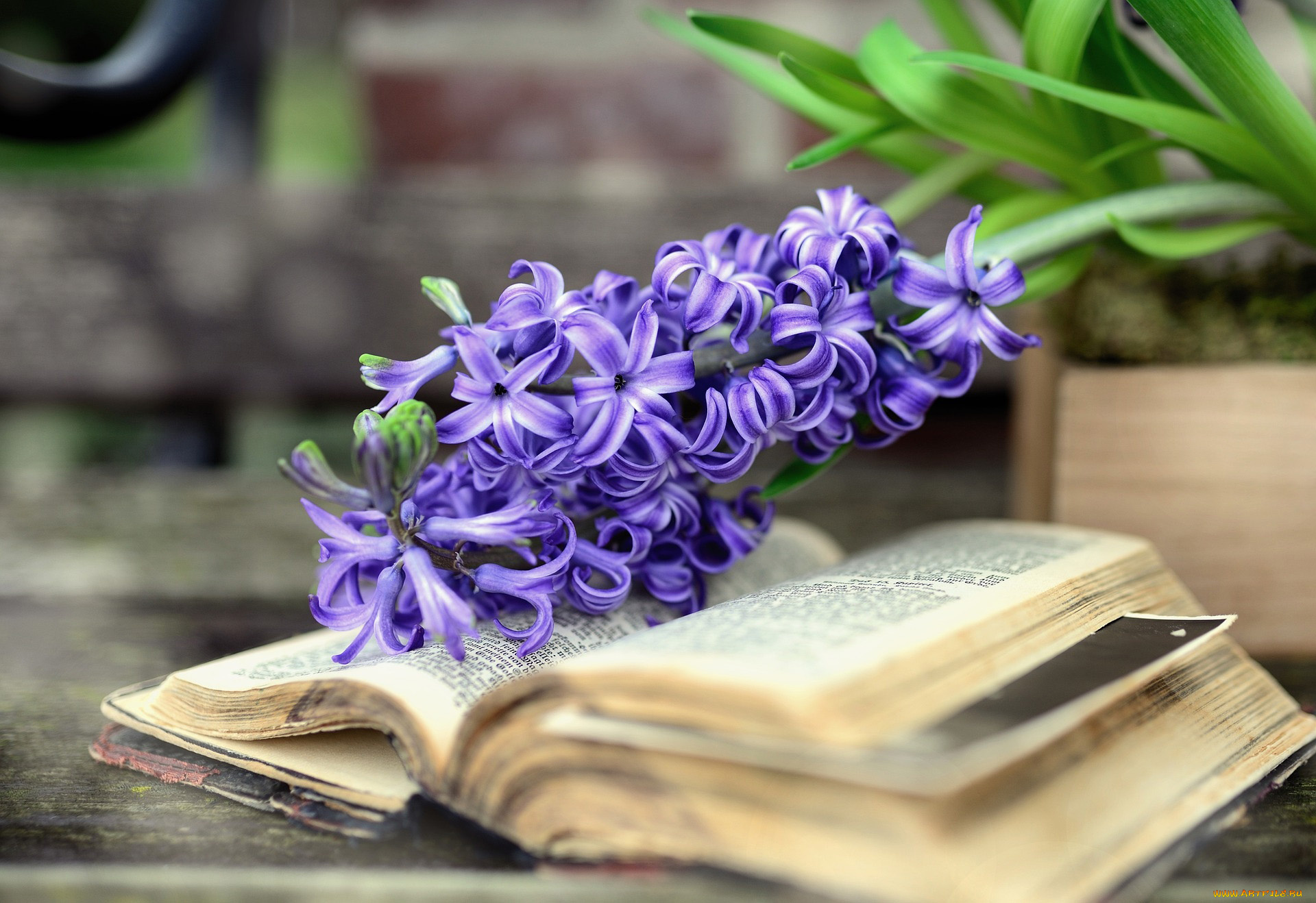 цветы, гиацинты, книга, гиацинт, синий