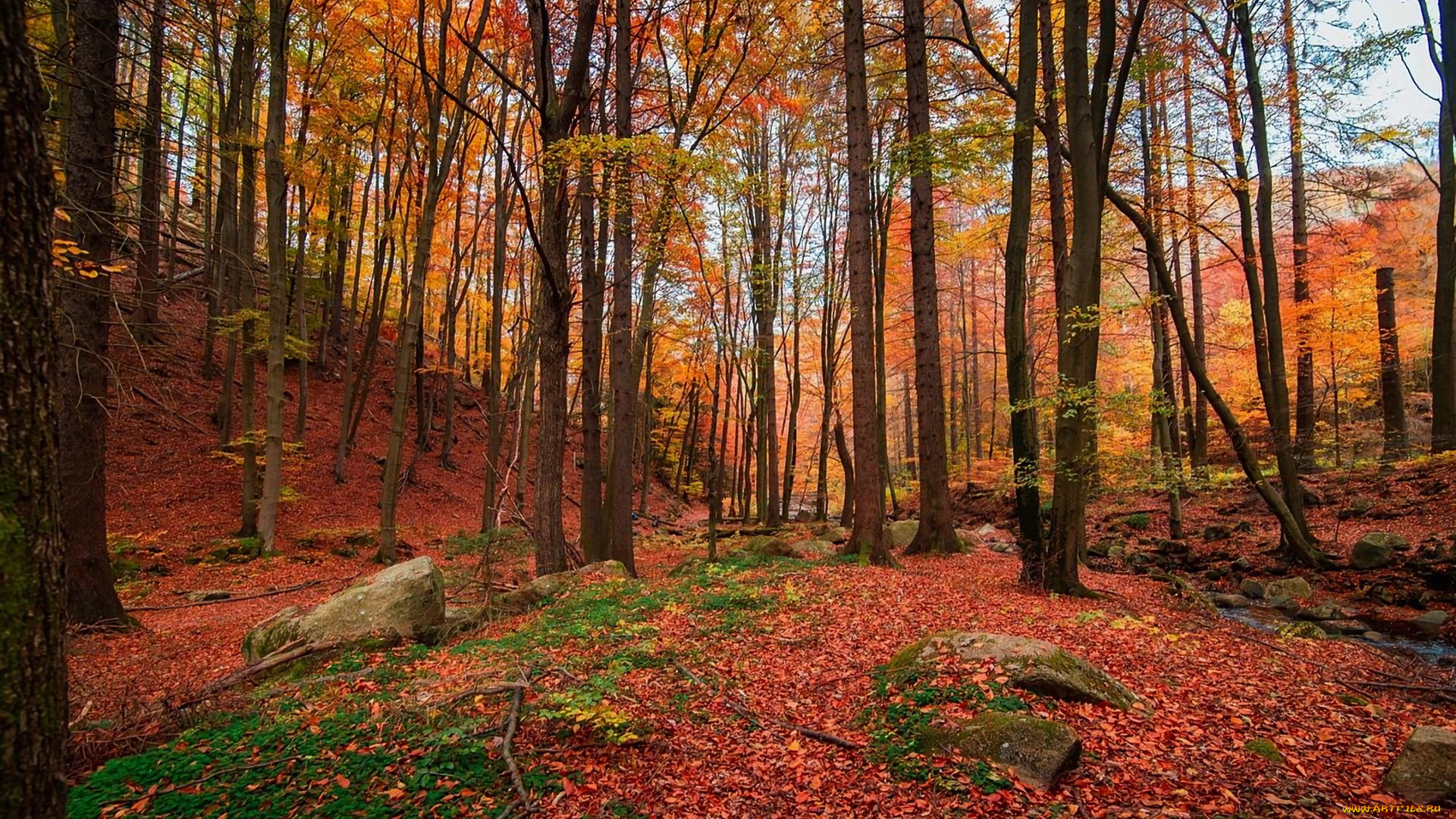 autumnal, forest, west, dean, west, sussex, england, природа, лес, autumnal, forest, west, dean, sussex