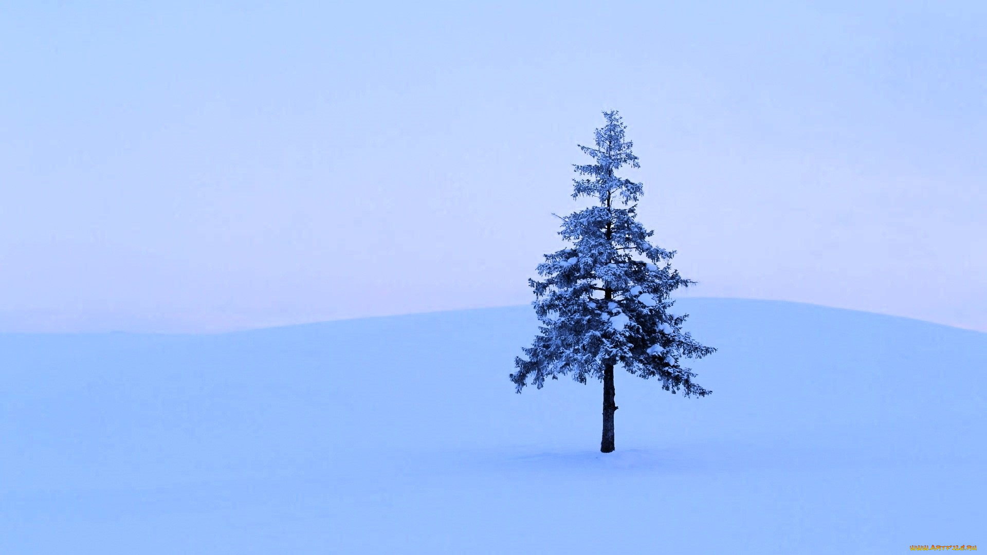 природа, деревья, ёлка, снег