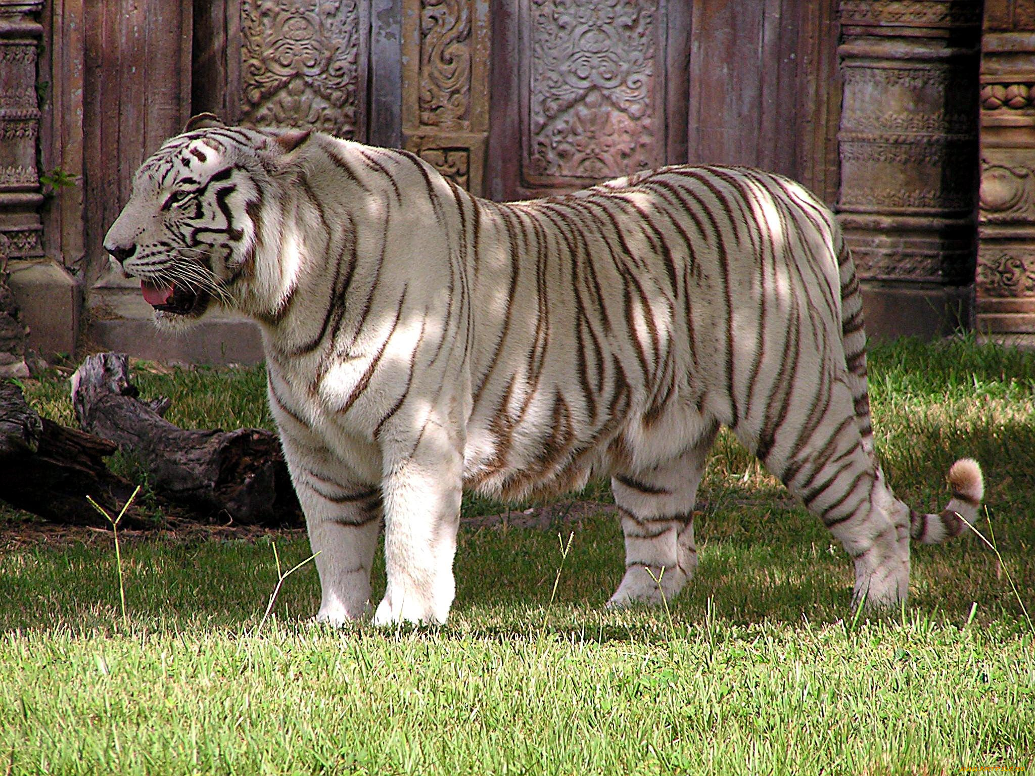 Какая сильный зверь. Тигр. Мощные животные. Огромный тигр. Белый тигр.