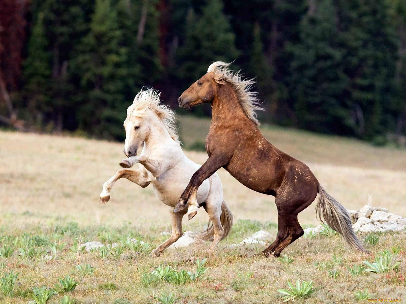 животные, лошади