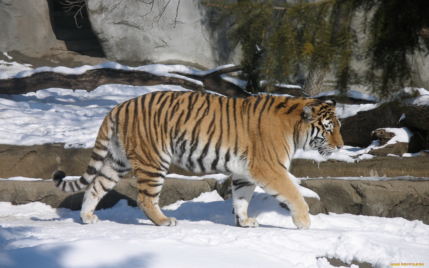 животные, тигры, тигр, снег