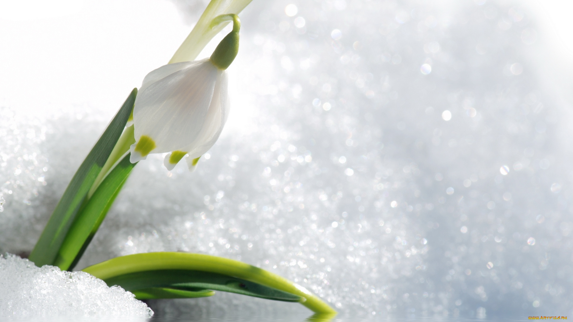 цветы, подснежники, белоцветник, цветок, снег