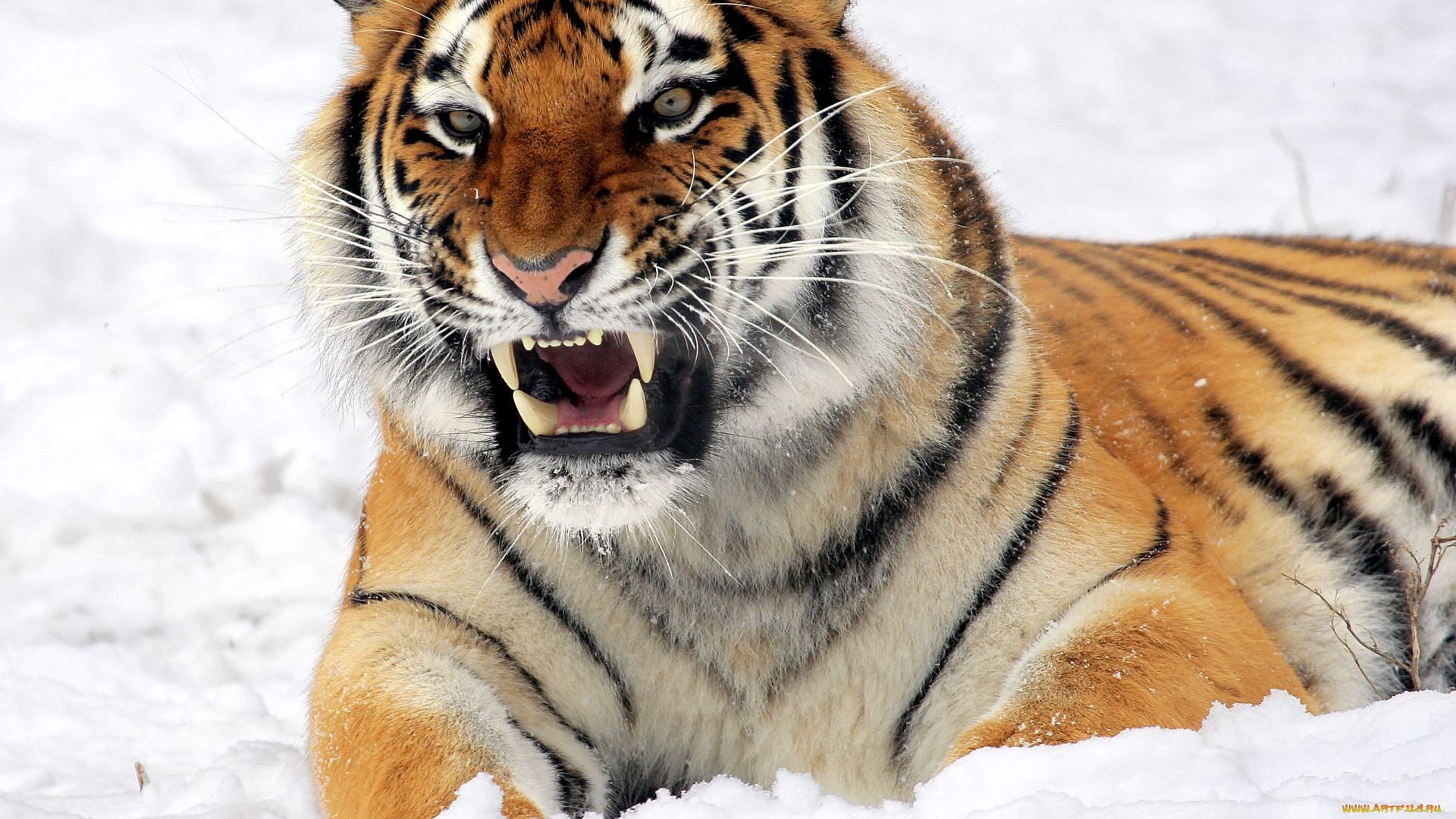 животные, тигры, снег