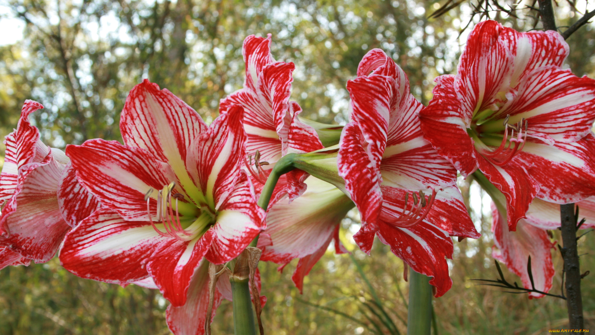 цветы, амариллисы, гиппеаструмы, hippeastrum