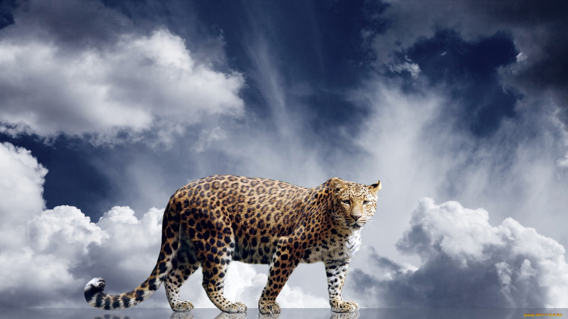 животные, леопарды, отражение, облака, кошка