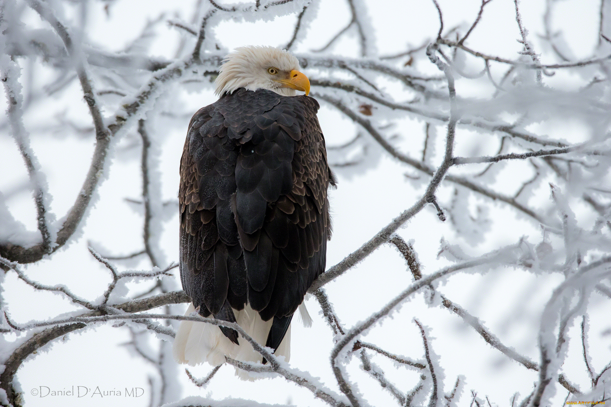 орел снег eagle snow скачать