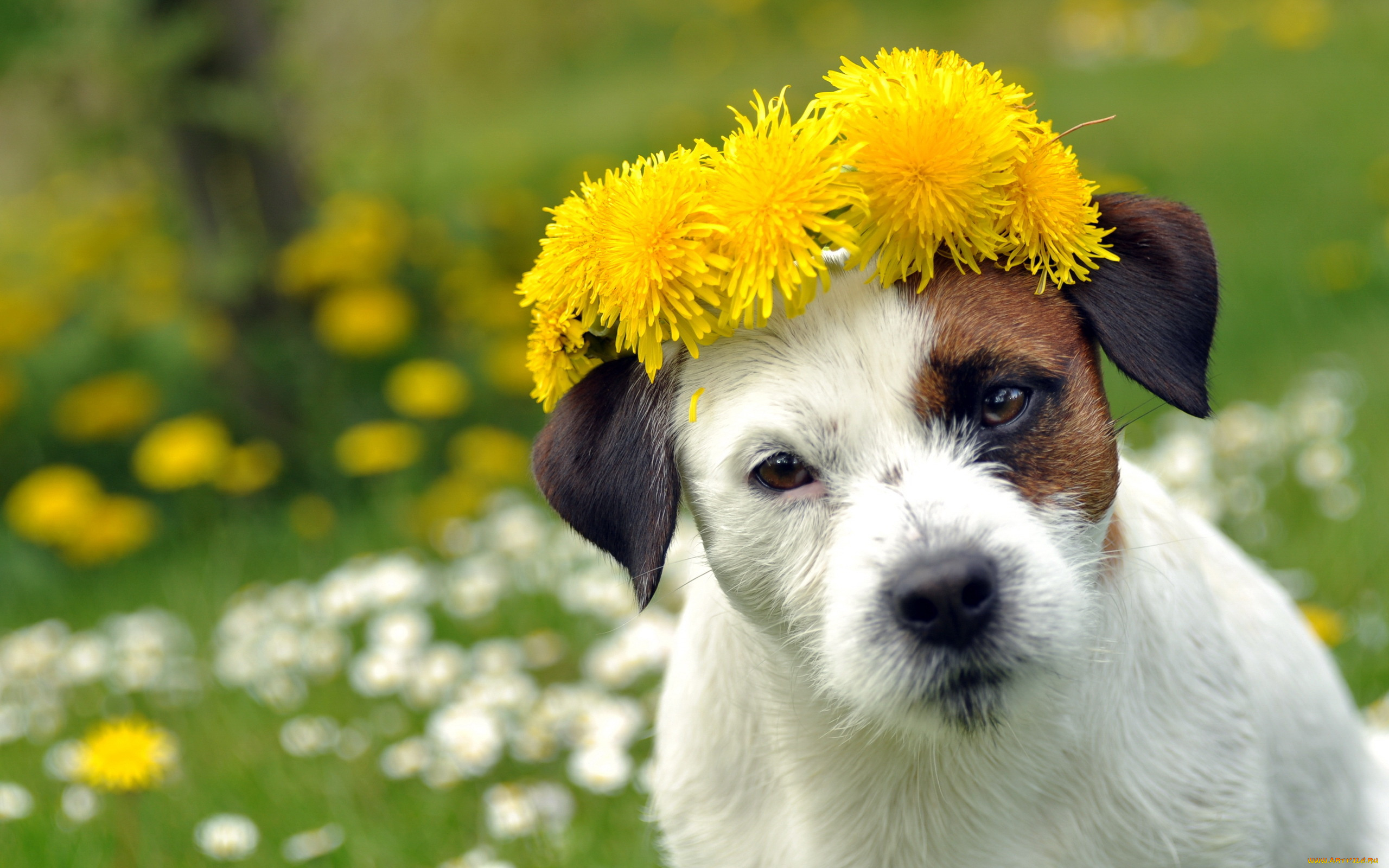 животные, собаки, собака, цветы, лето