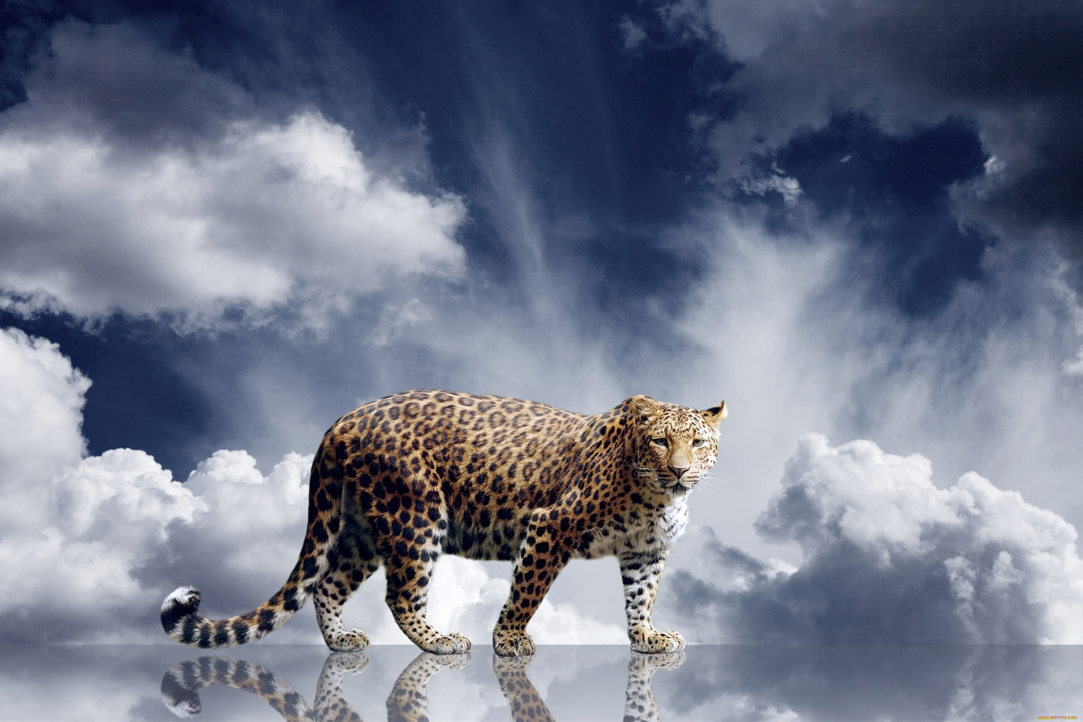 животные, леопарды, отражение, облака, кошка