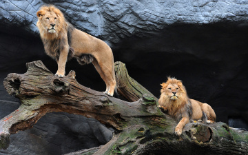 Картинка животные львы бревно пещера