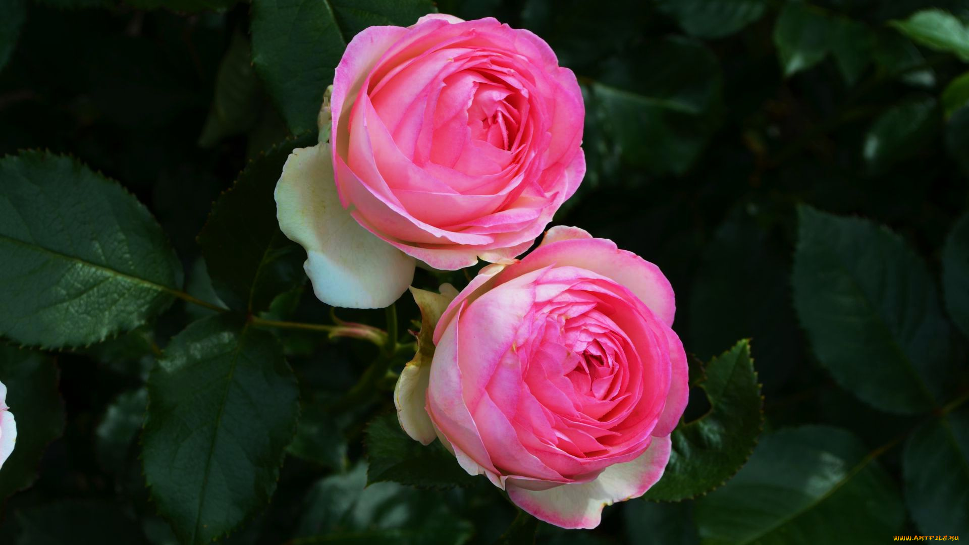 цветы, розы, дуэт, розовый