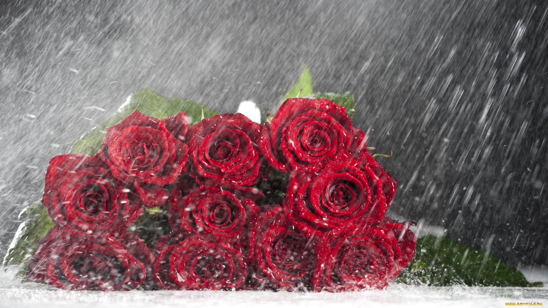 цветы, розы, охапка, дождь
