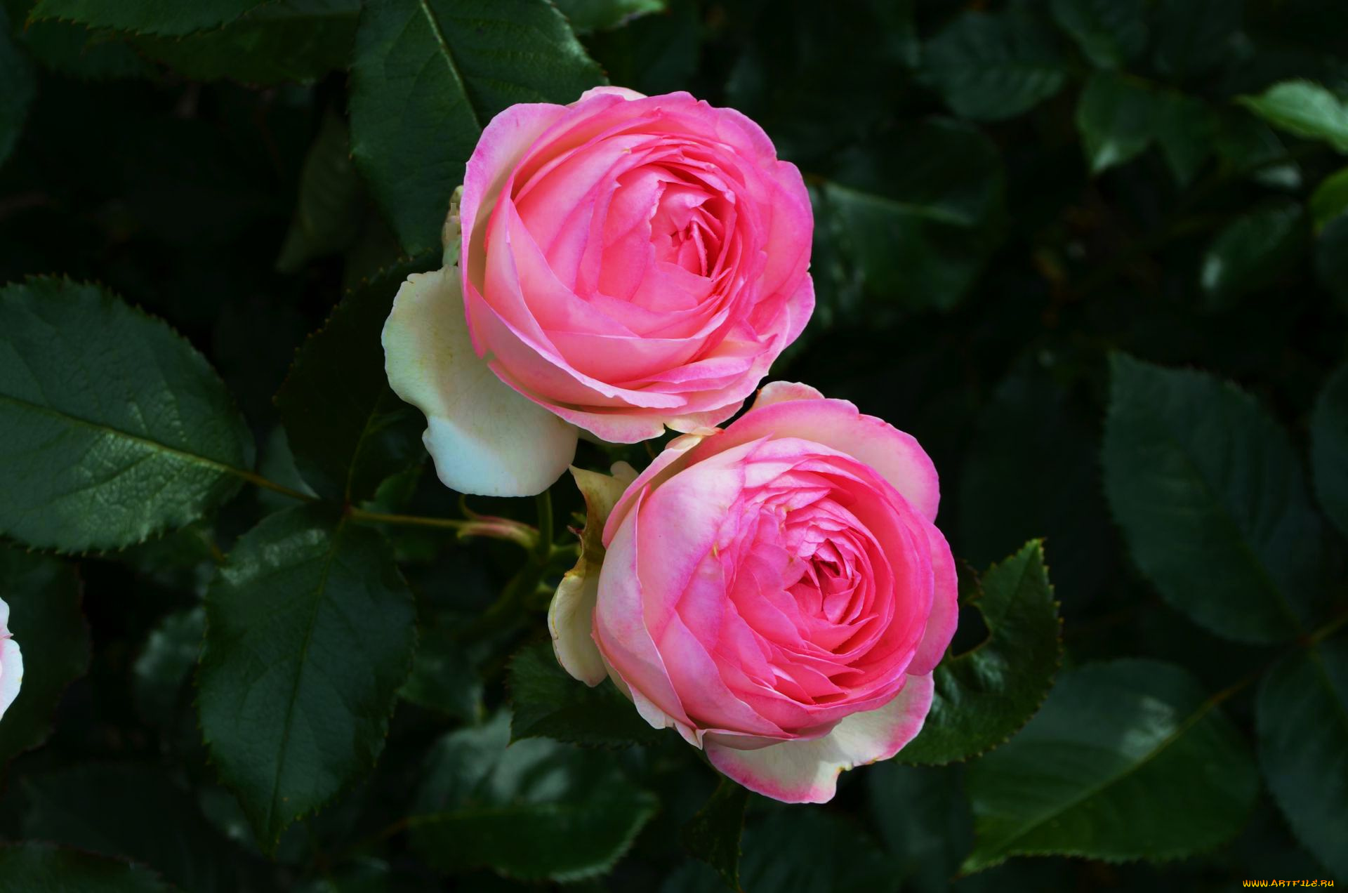 цветы, розы, дуэт, розовый