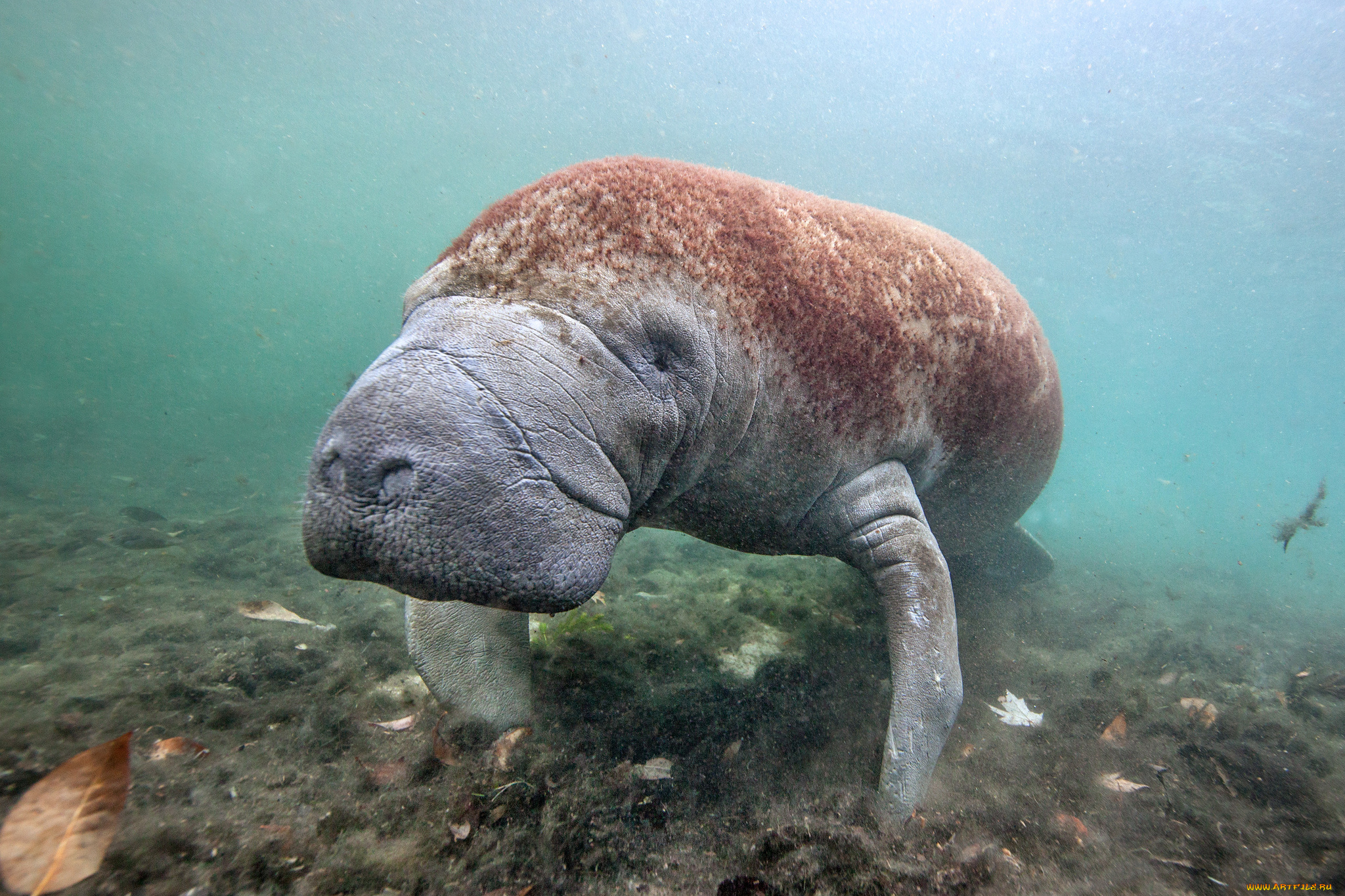 Морская корова. Стеллерова морская корова. Ламантин морская корова. Дюгонь морская корова. Ламантин и Дюгонь.