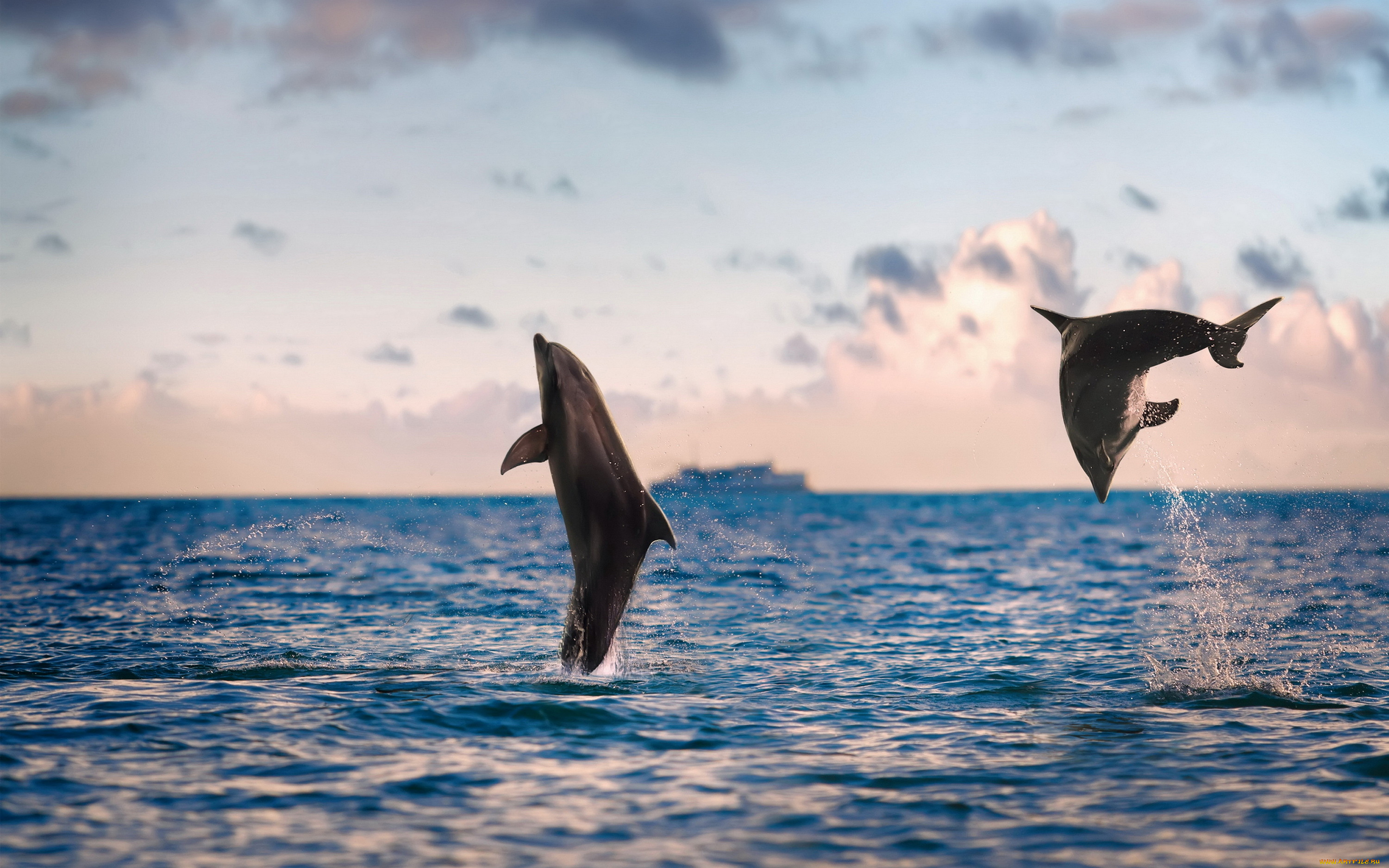 Дельфин прыжок волна загрузить
