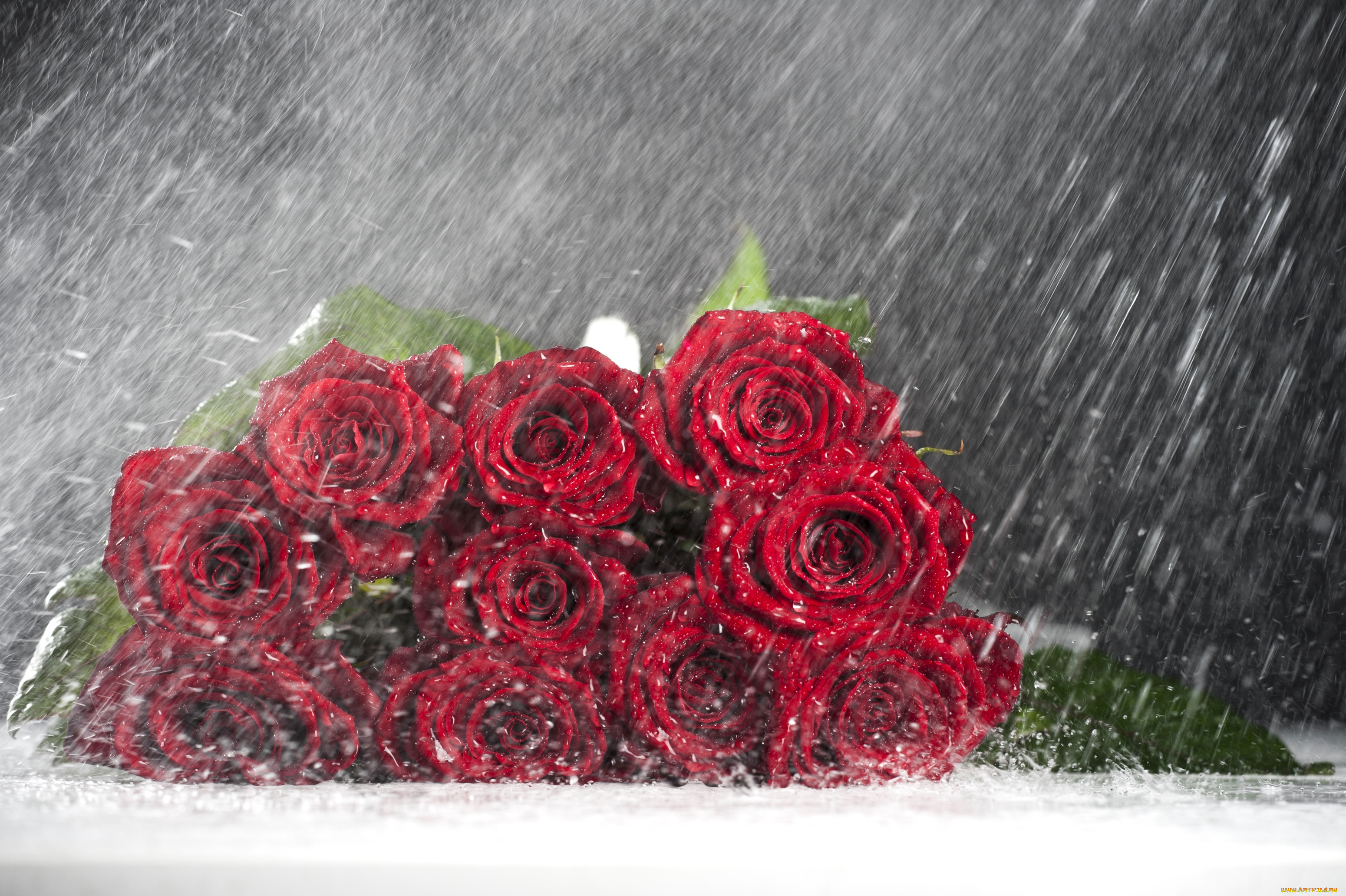 цветы, розы, охапка, дождь