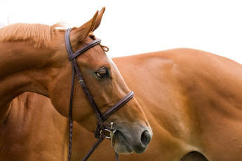 Картинка животные лошади уздечка грива профиль морда конь