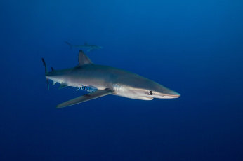 Картинка животные акулы акула океан глубина