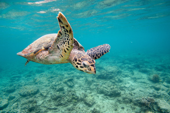 Картинка животные Черепахи черепаха океан глубина