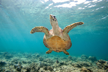 Картинка животные Черепахи черепаха океан ласты