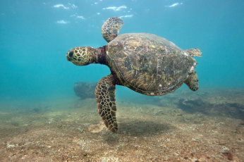 Картинка животные Черепахи глубина черепаха океан