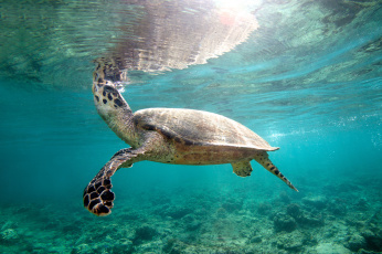 Картинка животные Черепахи ласты океан черепаха