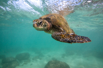 Картинка животные Черепахи океан черепаха глубина