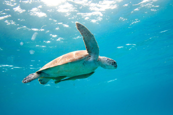 Морская черепаха над водой скачать