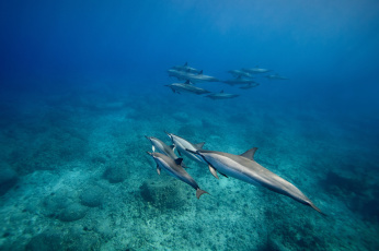 Картинка животные дельфины стая океан