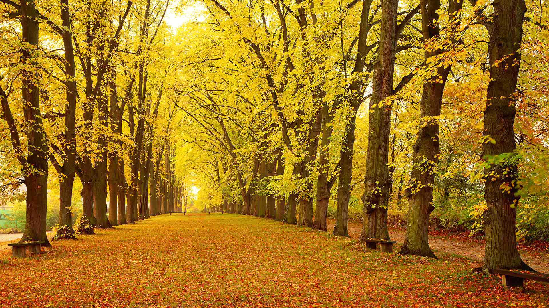 природа, парк, динкельсбюль, бавария, германия, аллея, деревья, листья, осень, скамья