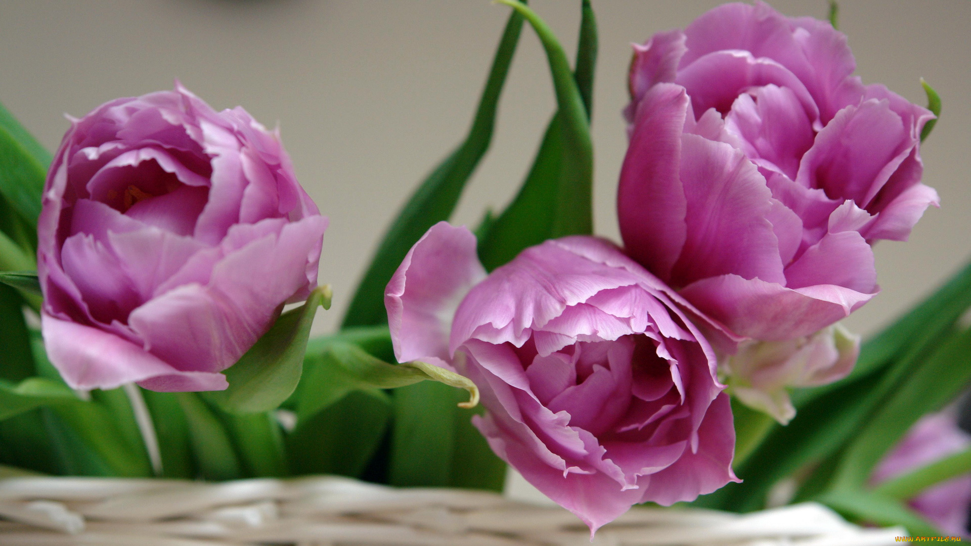 цветы, тюльпаны, розовые