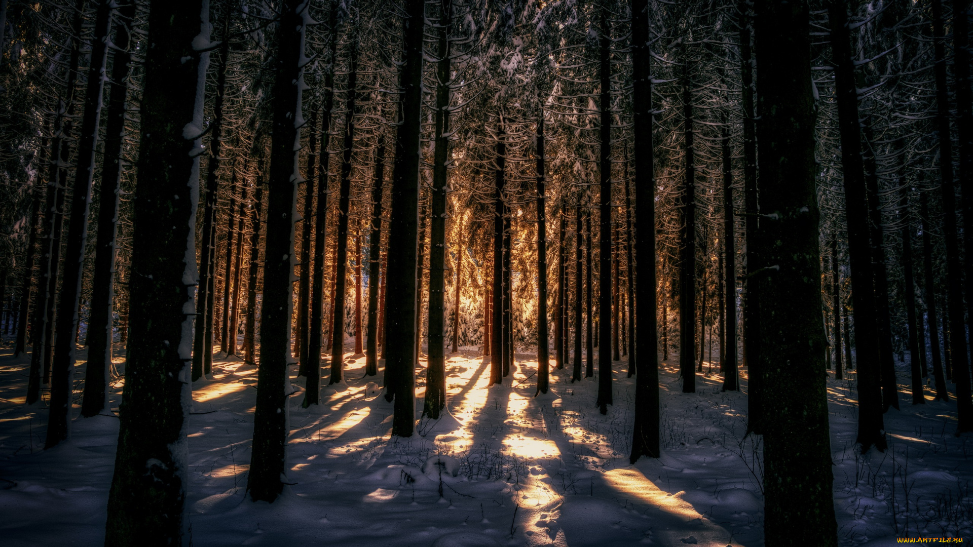 природа, лес, свет, снег