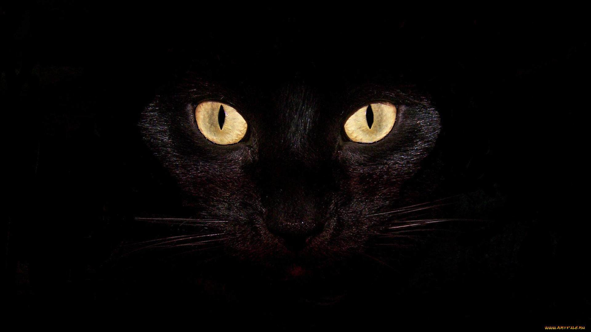 животные, коты, кошка, кот, глаза, черный