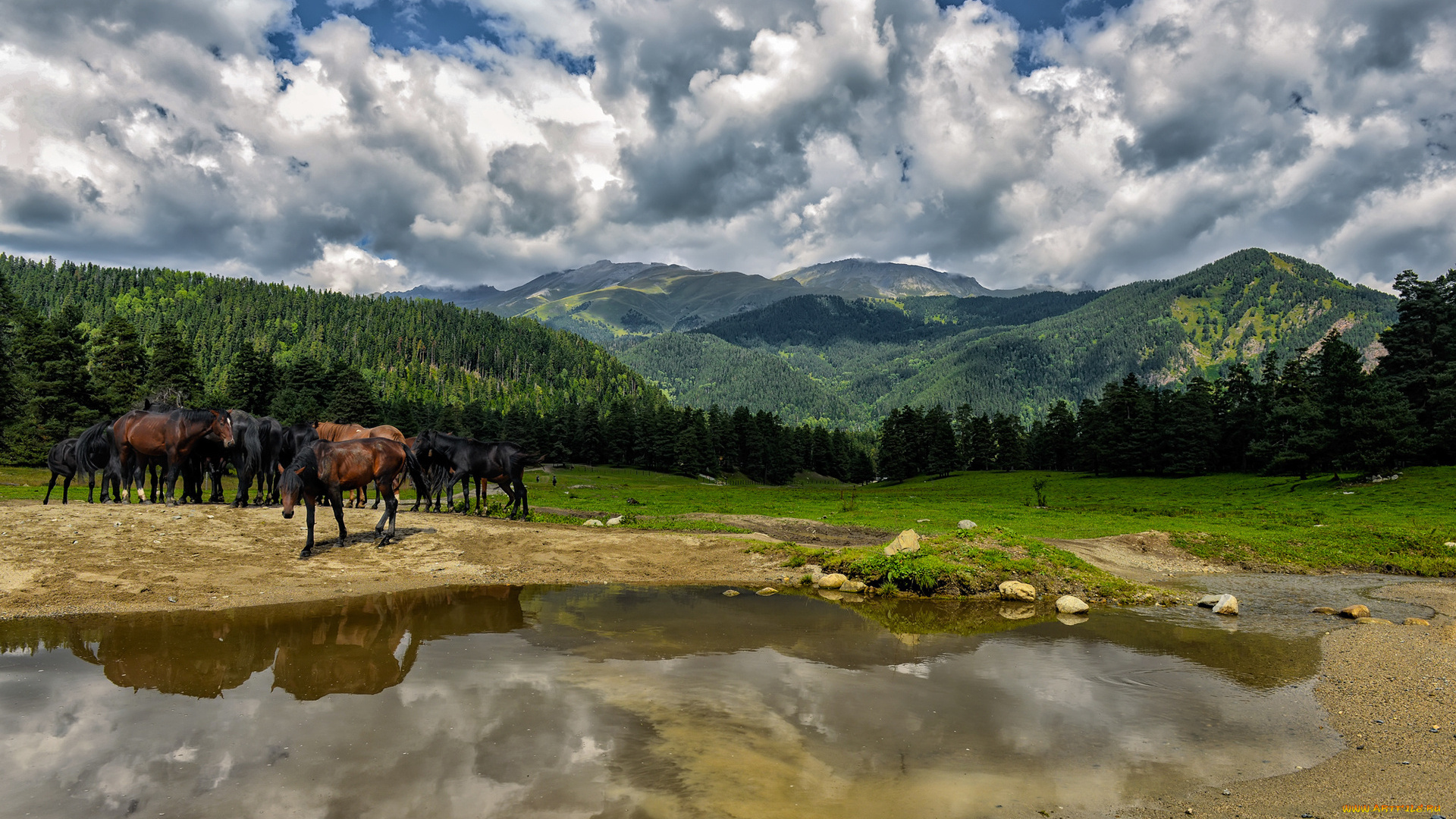 животные, лошади, горы, река