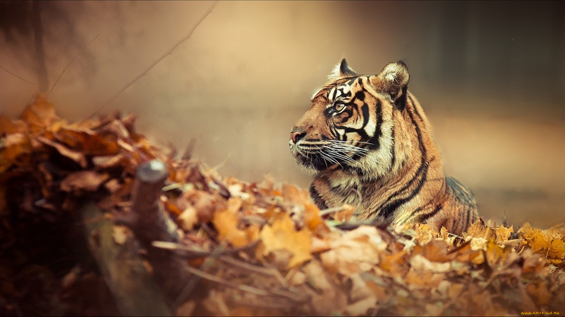 животные, тигры, тигр, листья, осень, туман