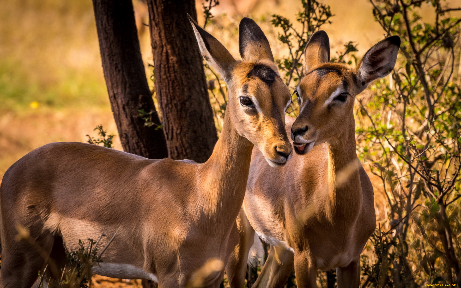 животные, антилопы, дикая, природа, impala, южная, африка, животное