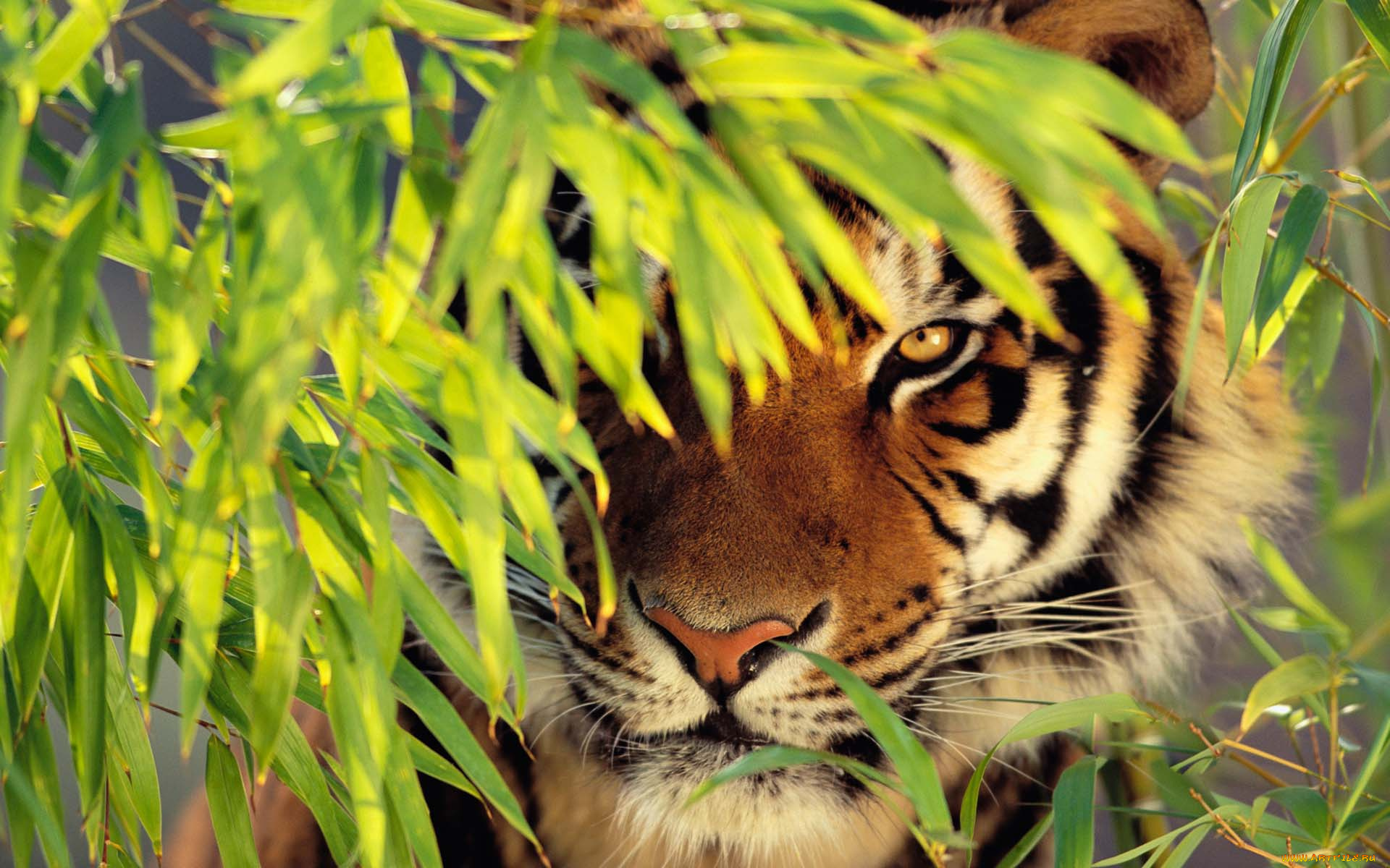 животные, тигры, тигр, взгляд, засада, листья