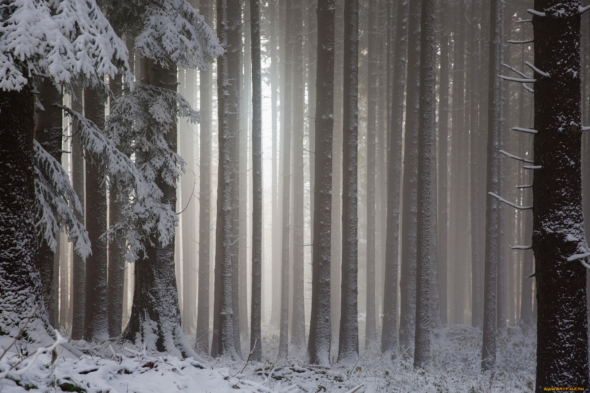 природа, лес, снег, деревья