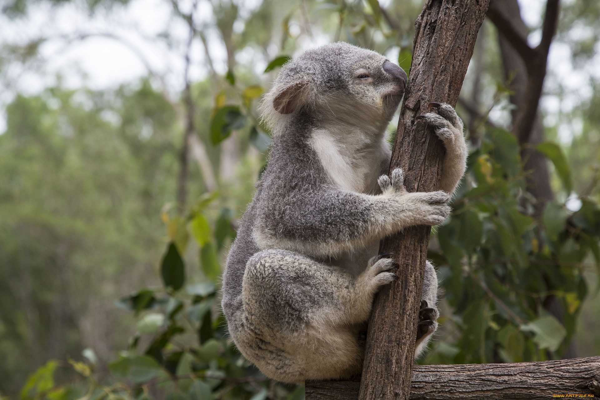 Koala in Eucalyptus Tree, Australia бесплатно