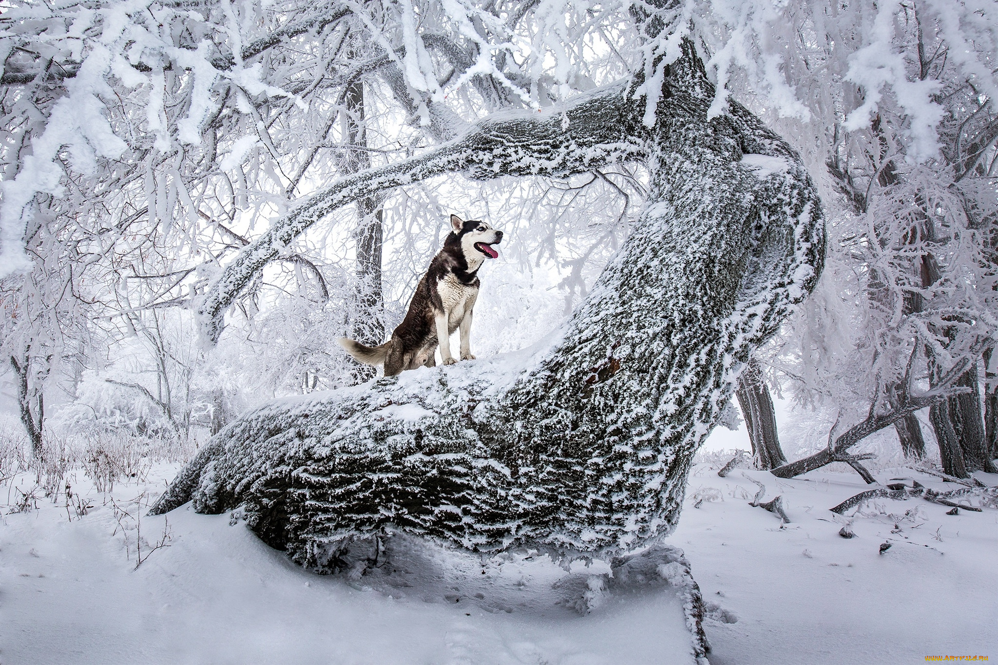 животные, собаки, зима, лес, взгляд, собака