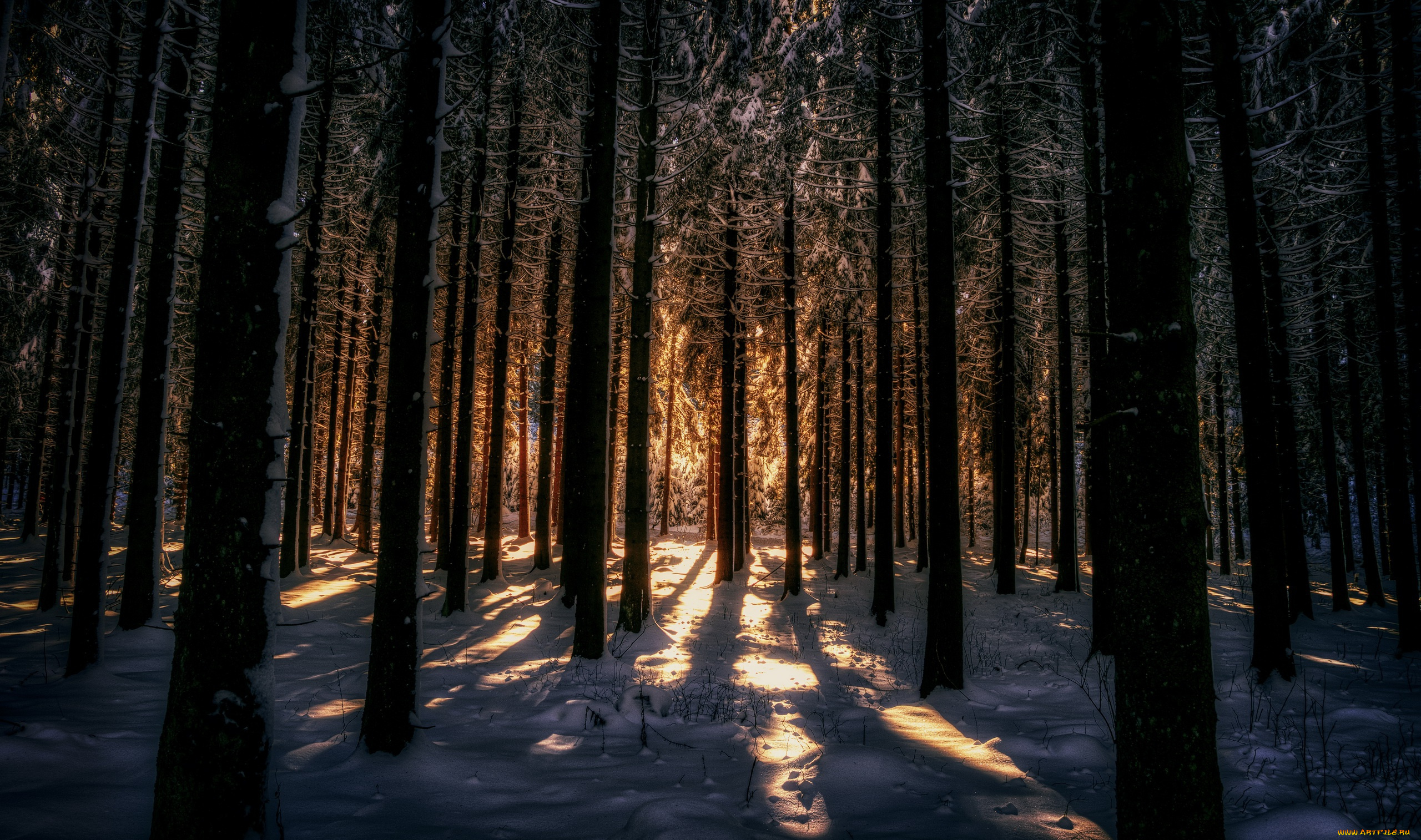 природа, лес, свет, снег