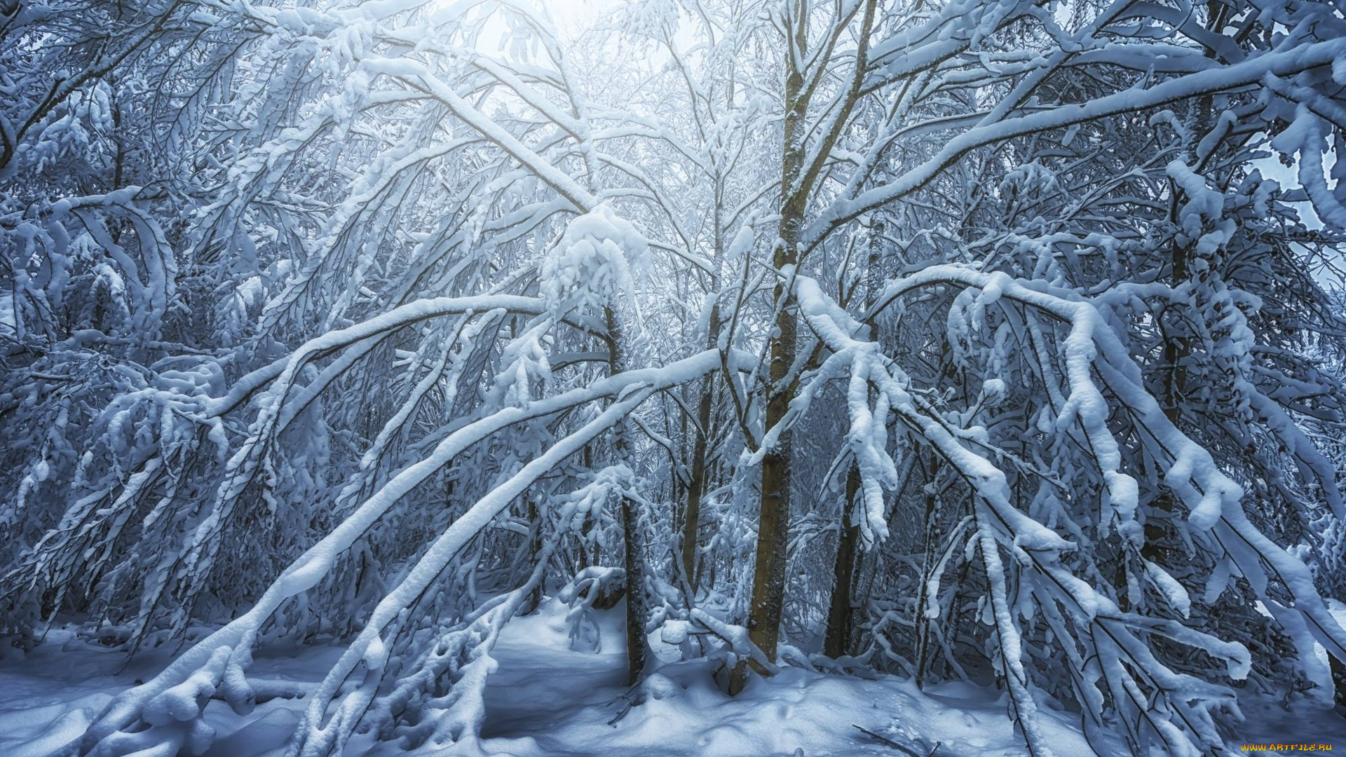 природа, зима, john, wilhelm, деревья, в, снегу, снег