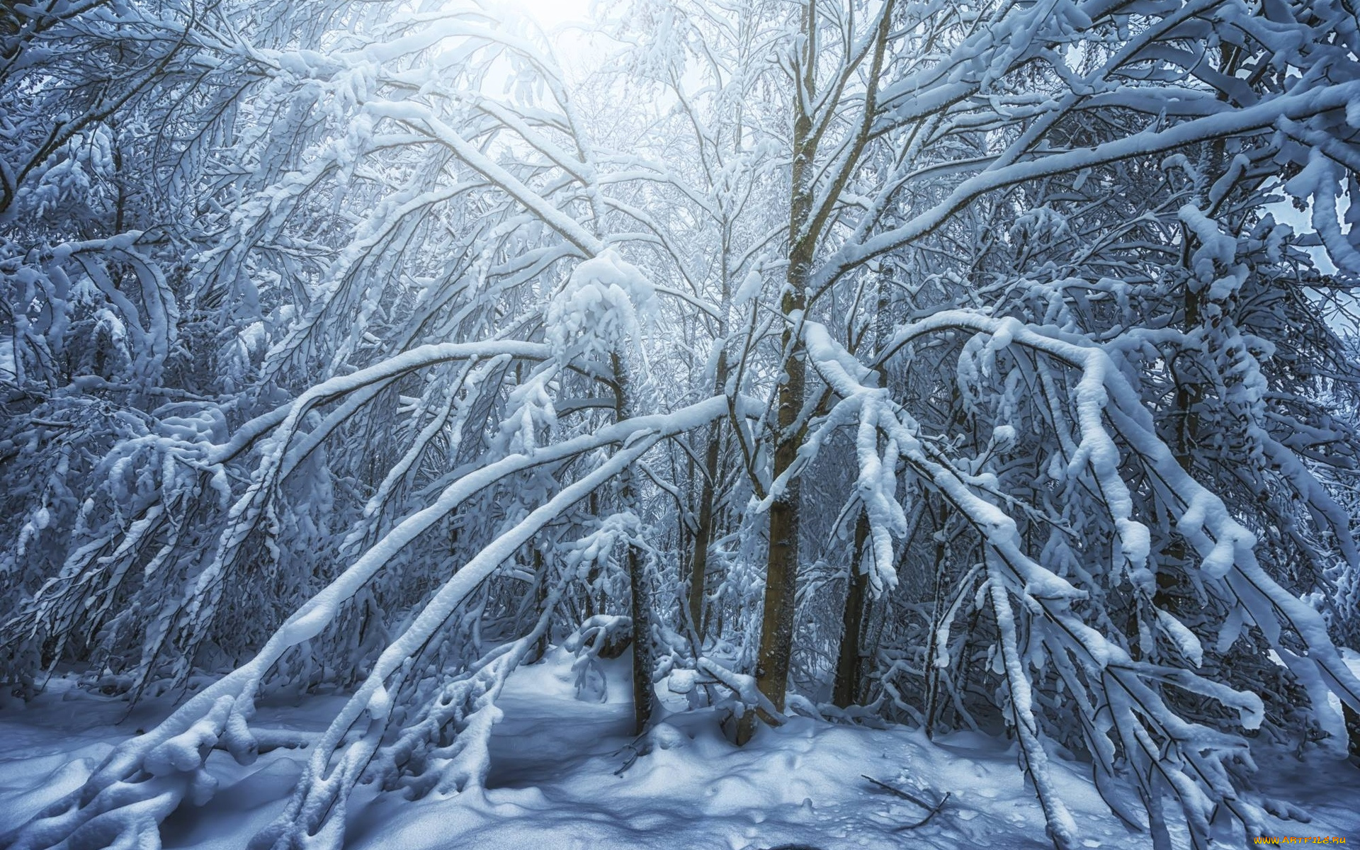 природа, зима, john, wilhelm, деревья, в, снегу, снег