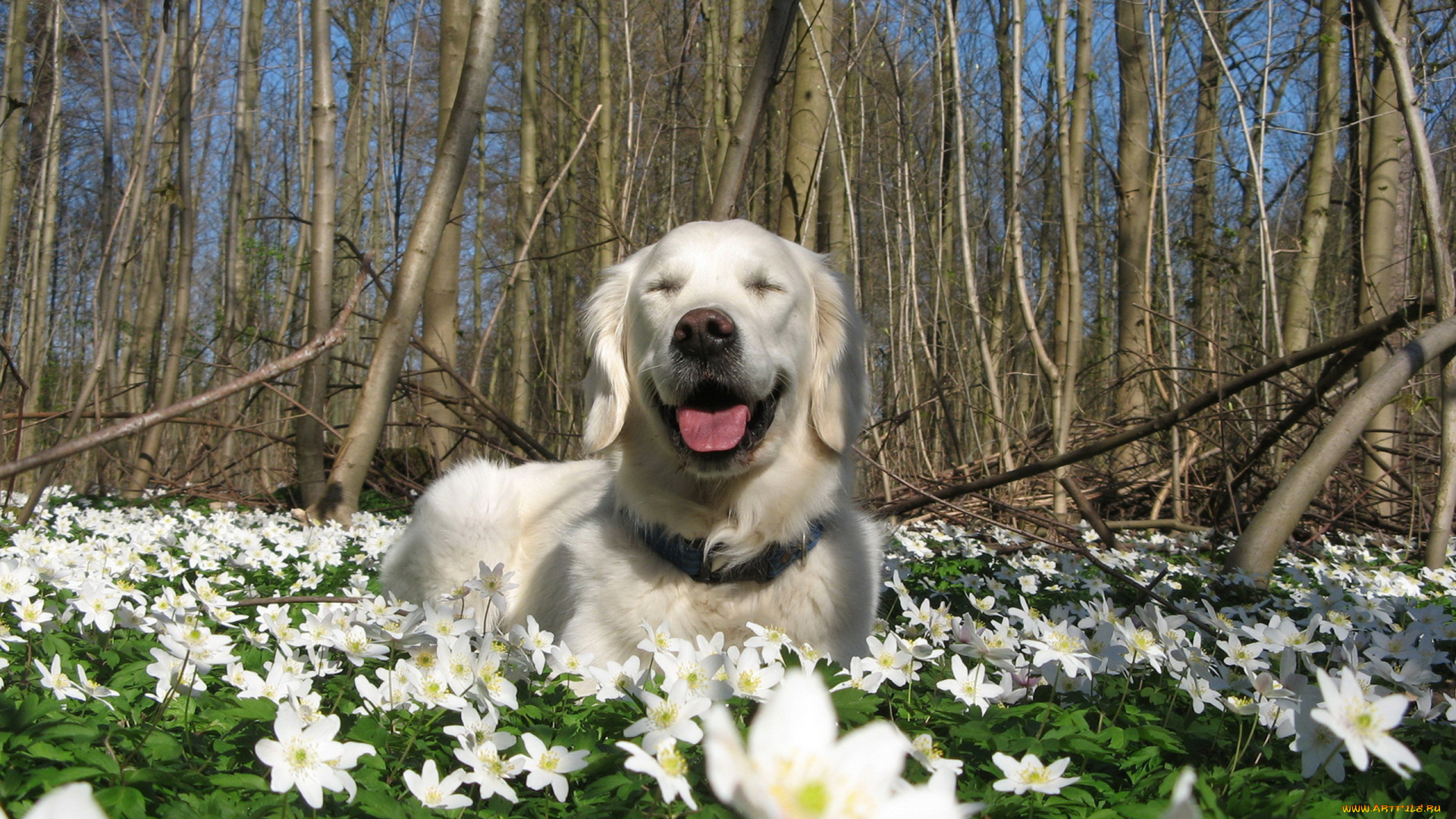 животные, собаки, цветы, природа, весна, собака