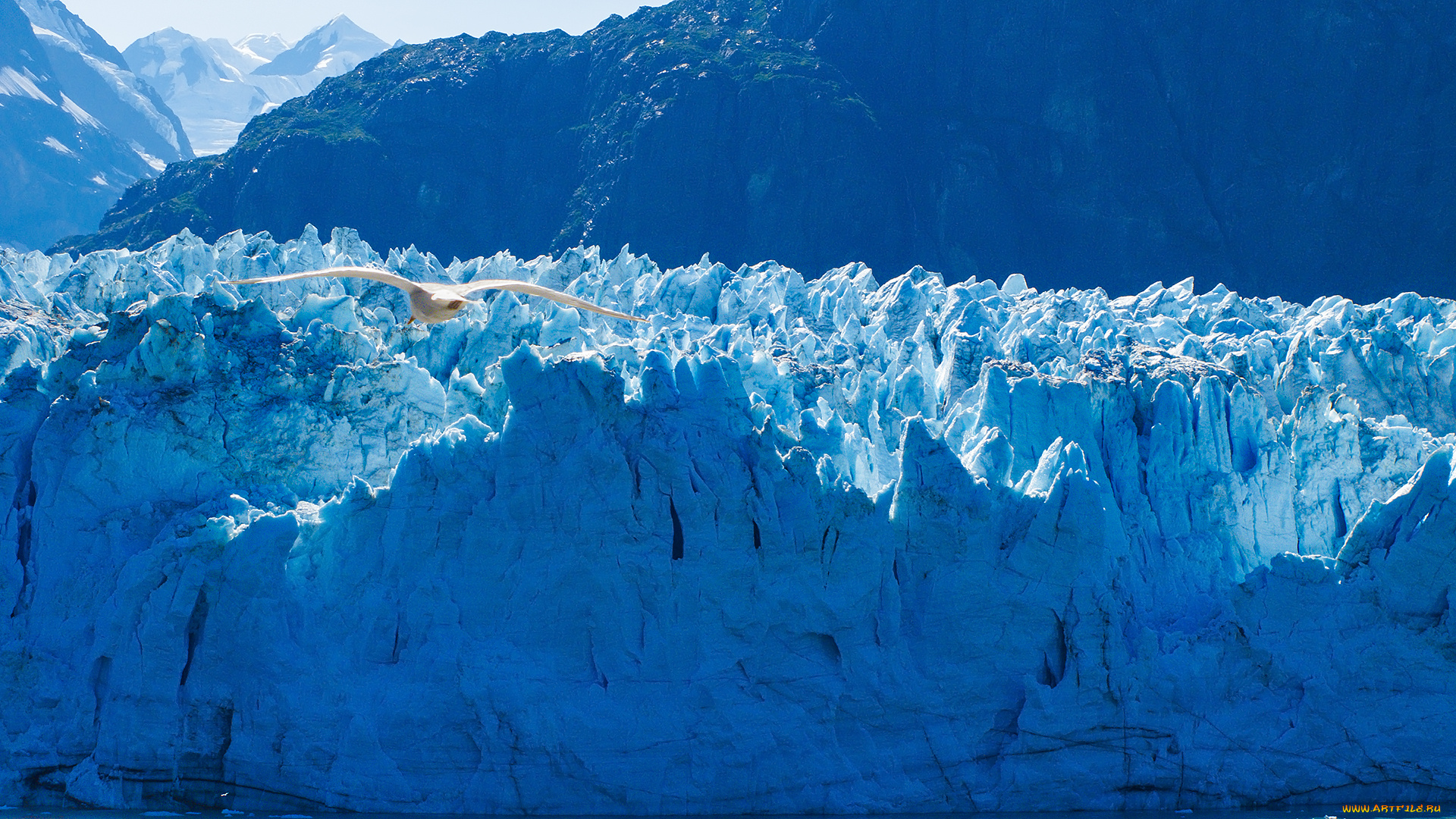 glacier, bay, national, park, , alaska, природа, айсберги, и, ледники, чайка, птица, ледник, глейшер, бей, alaska, аляска, национальный, парк, бэй, glacier, bay, national, park