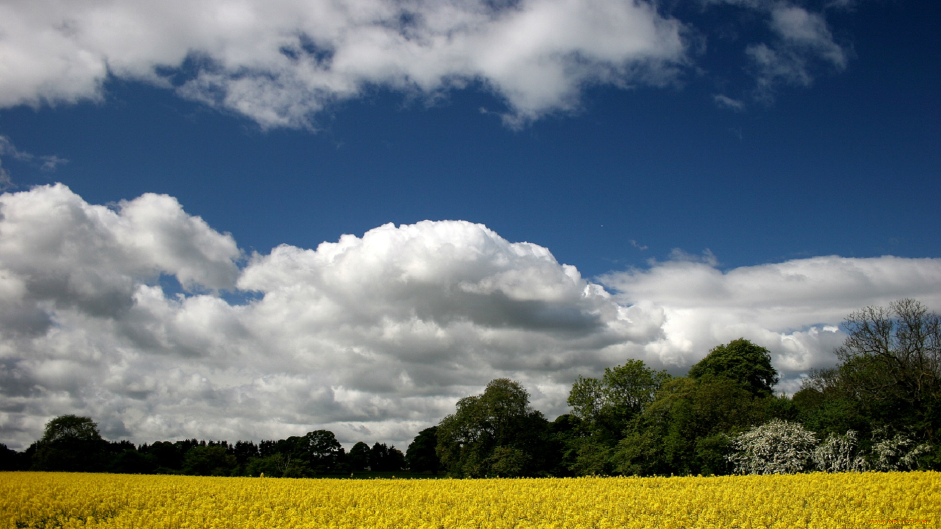 природа, поля, небо, жёлтые, облака, цветы, поле