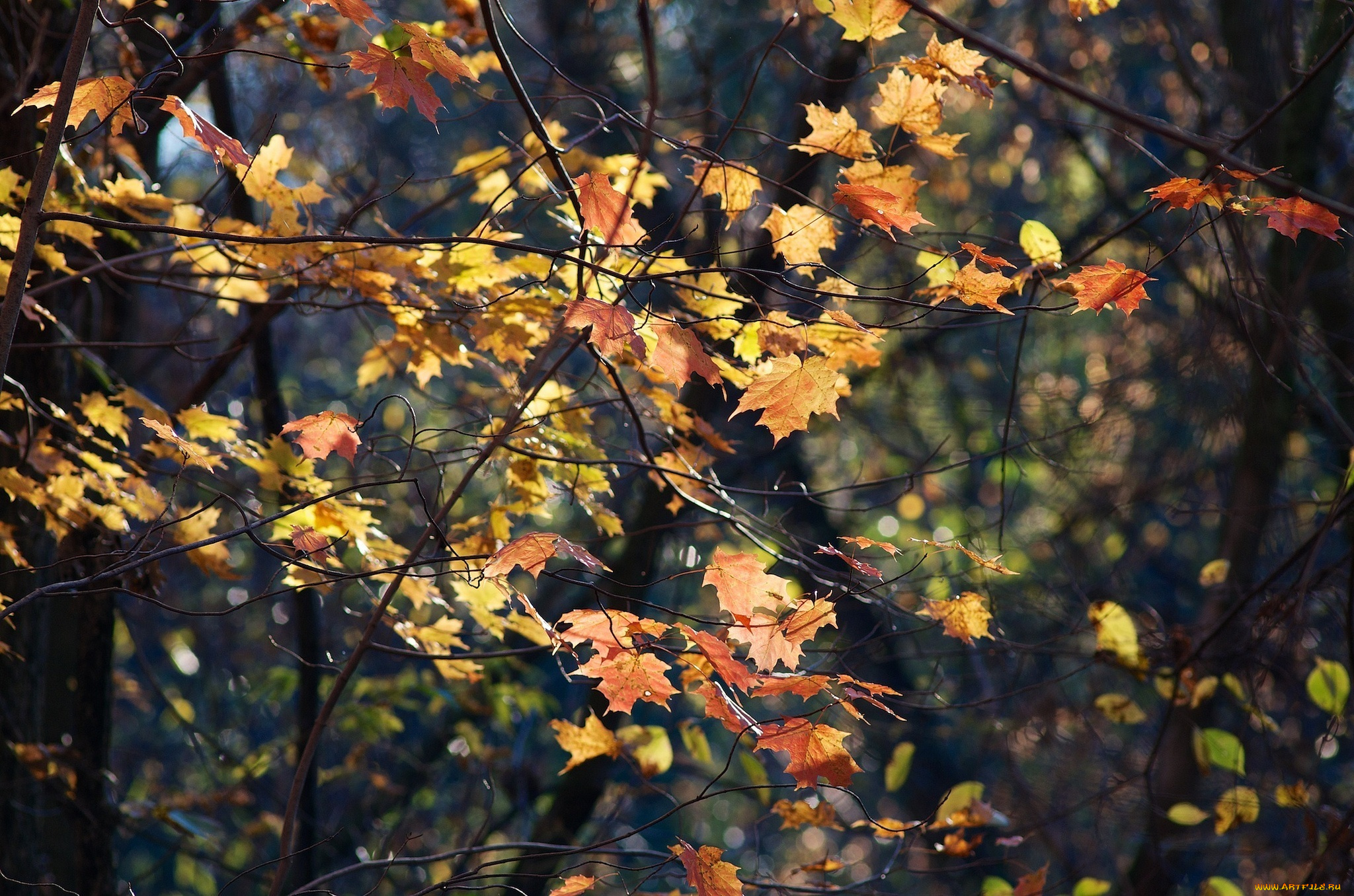 природа, листья, осень, лес, ветки, разноцветные