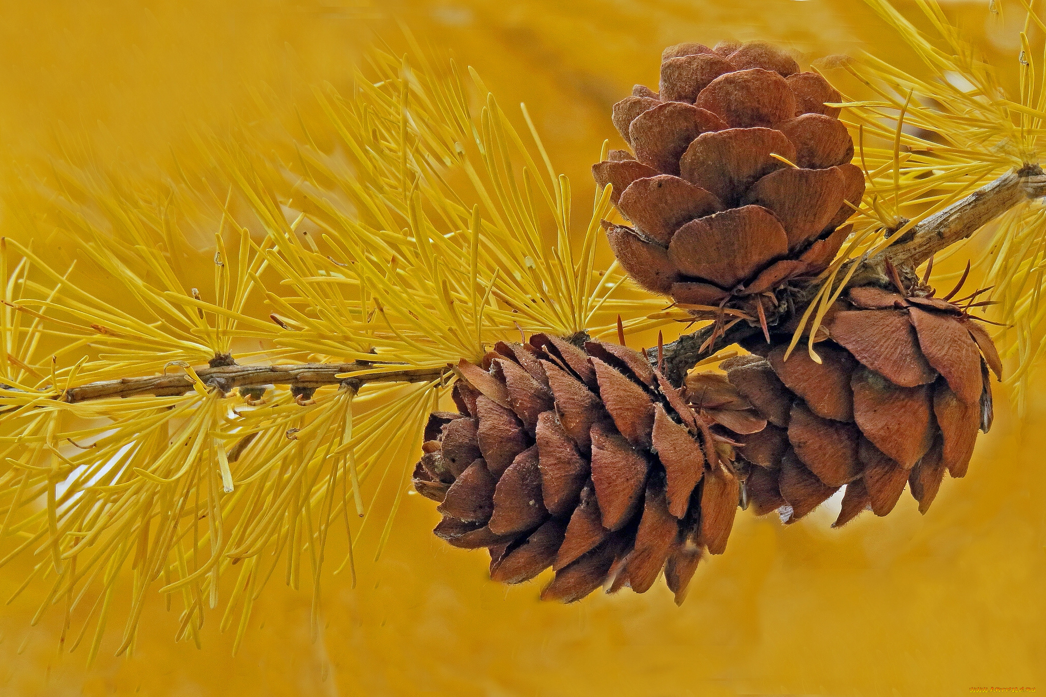 природа деревья шишки ель nature trees cones spruce без смс