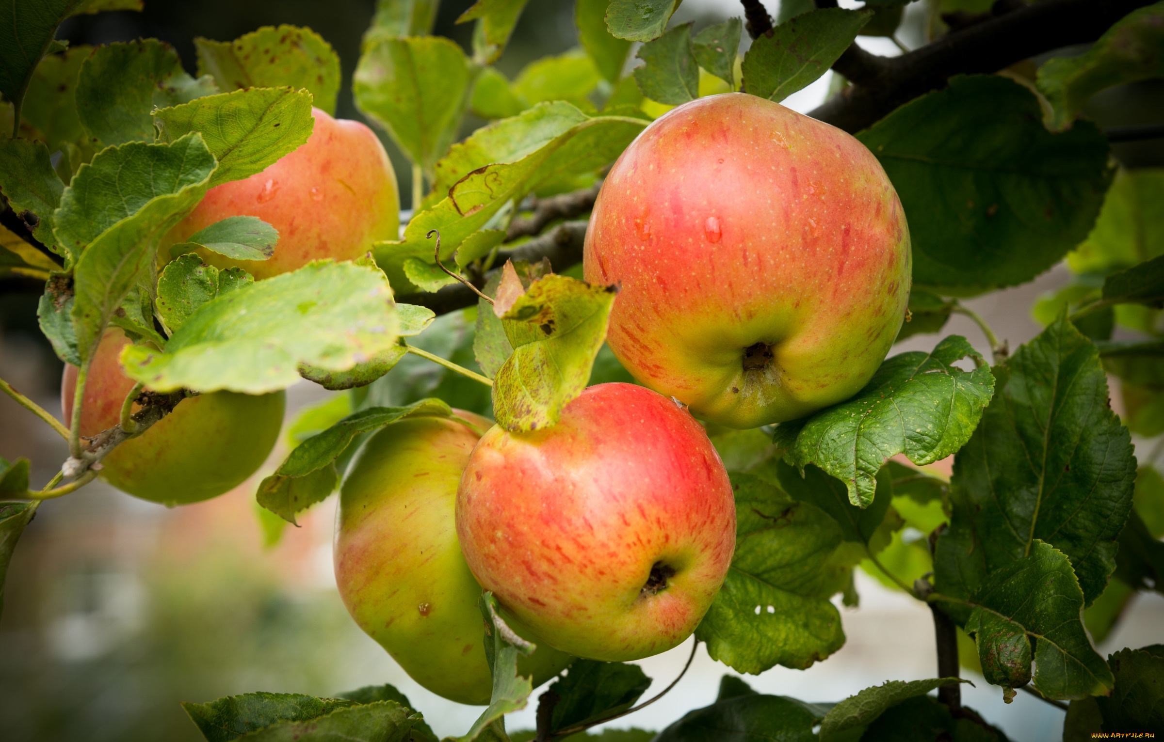 природа, плоды, яблоки